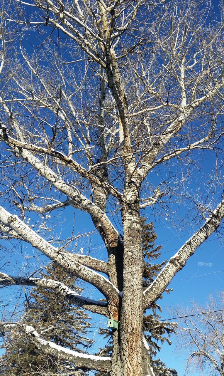 Tree, Wood, No Person, Winter, Nature