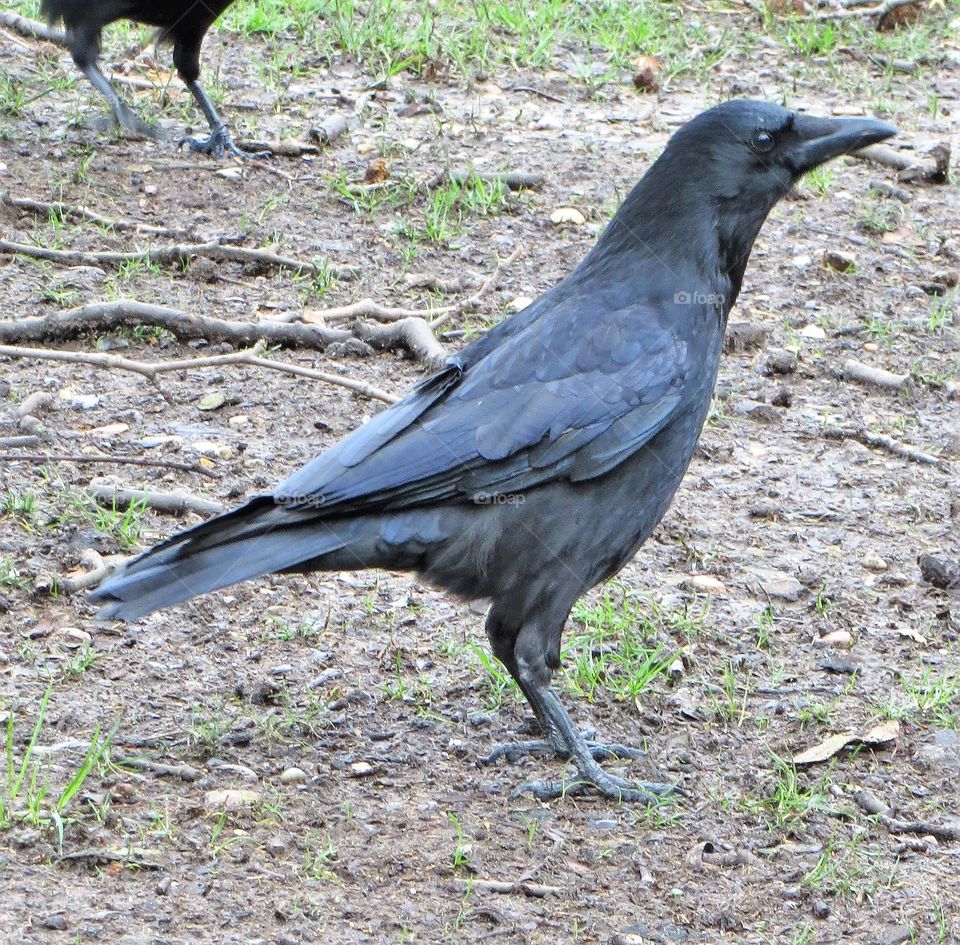 Crow