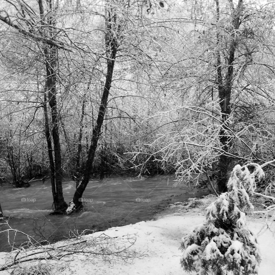 Winter creek with trees