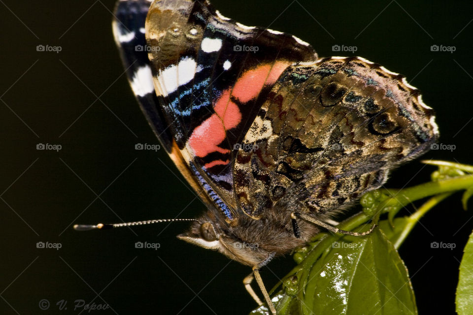 Red admiral