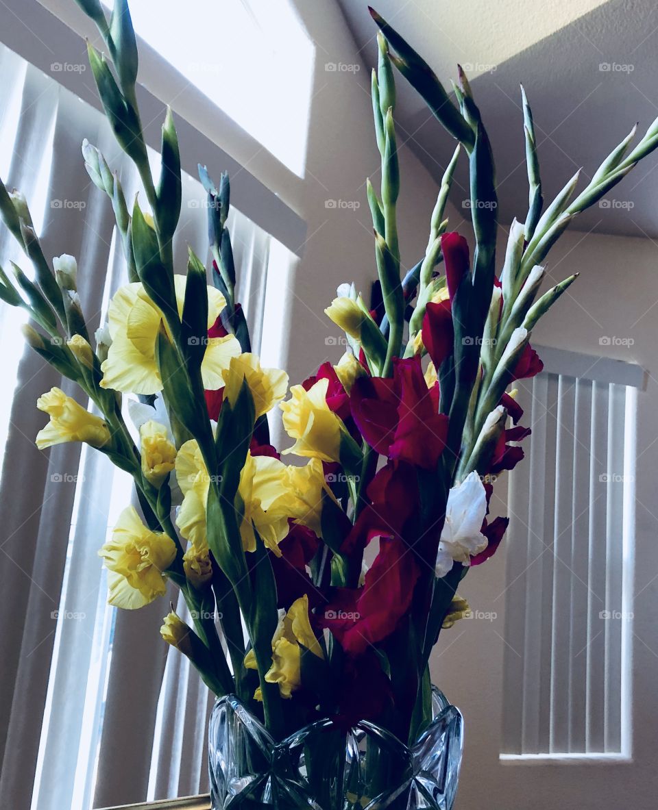 GLADIOLUS flower arrangement & blinds.