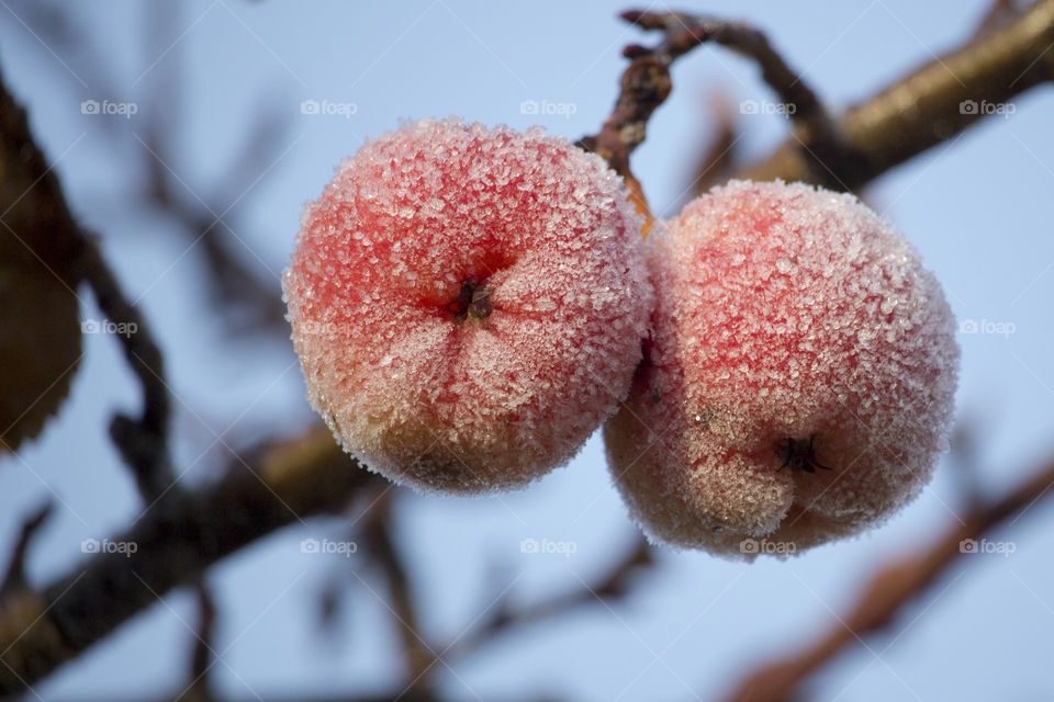 Close-up of cherry covered with snow
