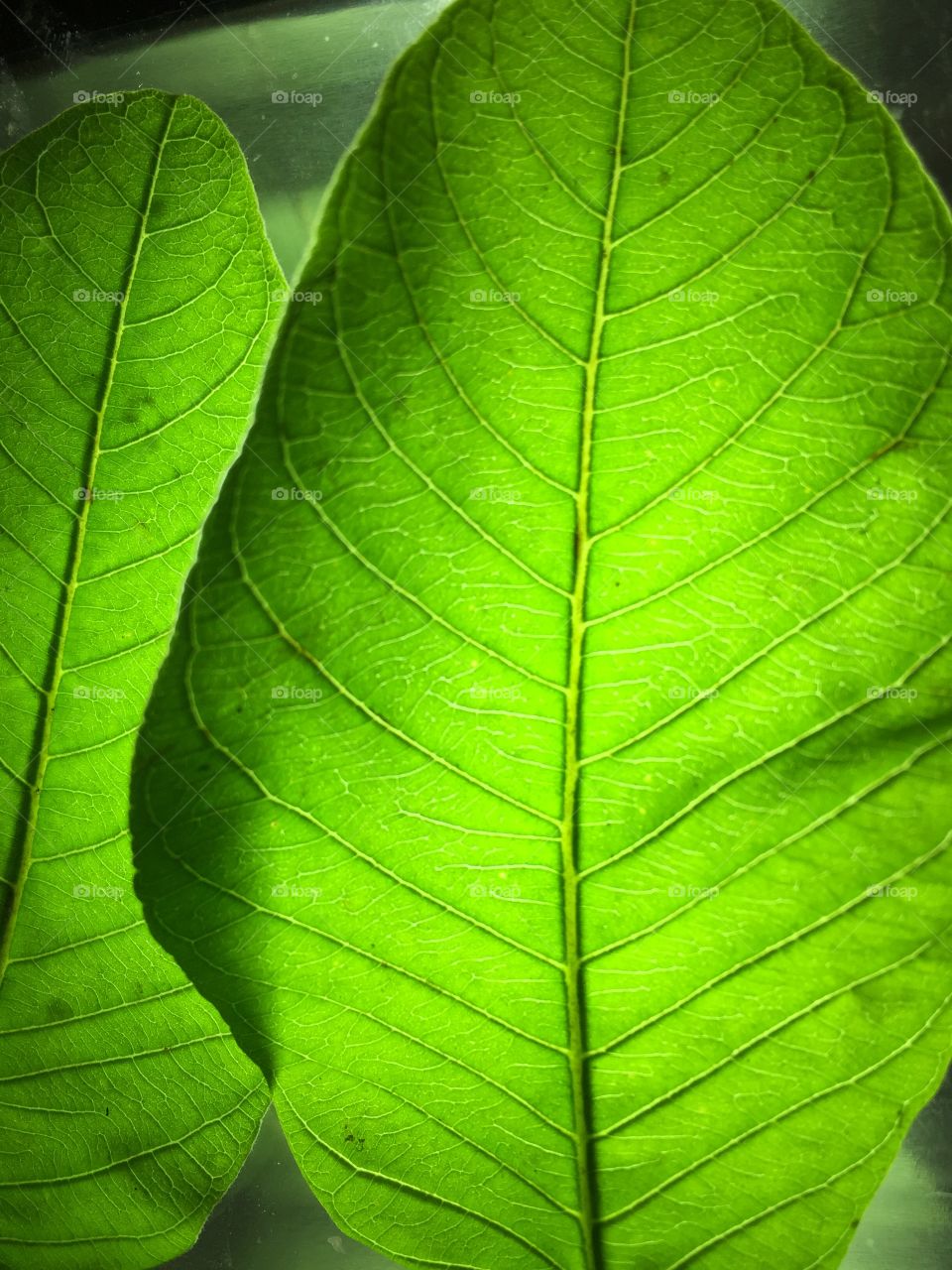 Guava tree leaves