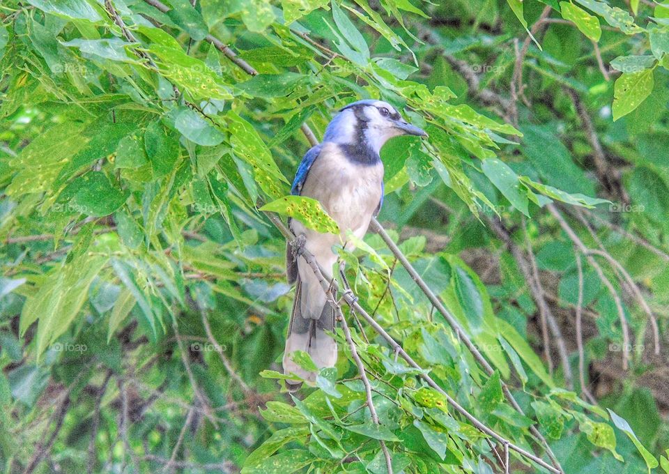 Blue jay