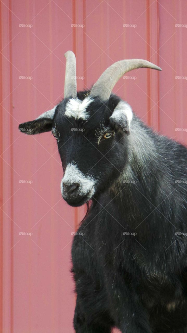 Close-up of goat