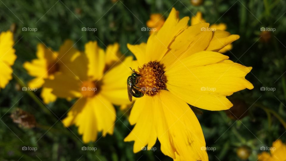 Yellow And Bee. Bee on wildflower