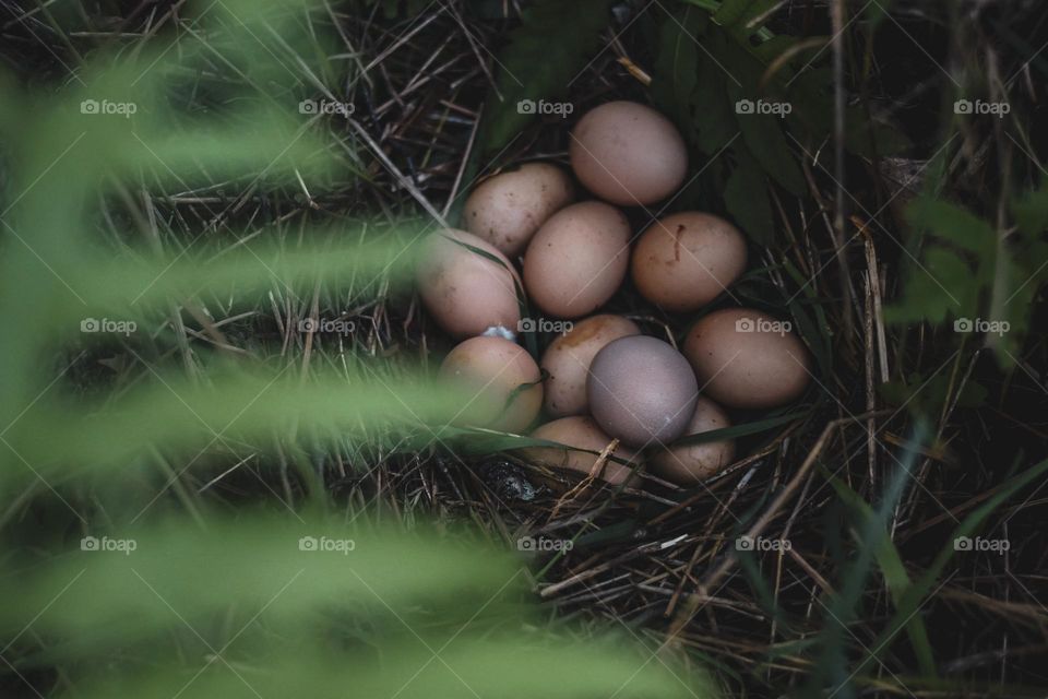 Fresh eggs from the farm! 