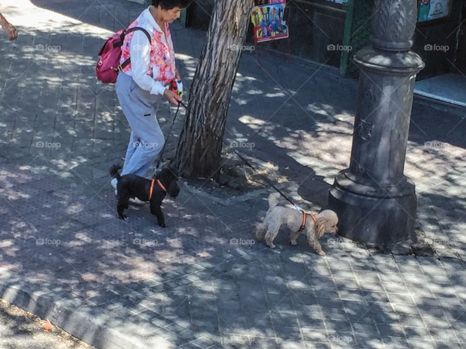 Person walking her dogs out in the shadow under the trees