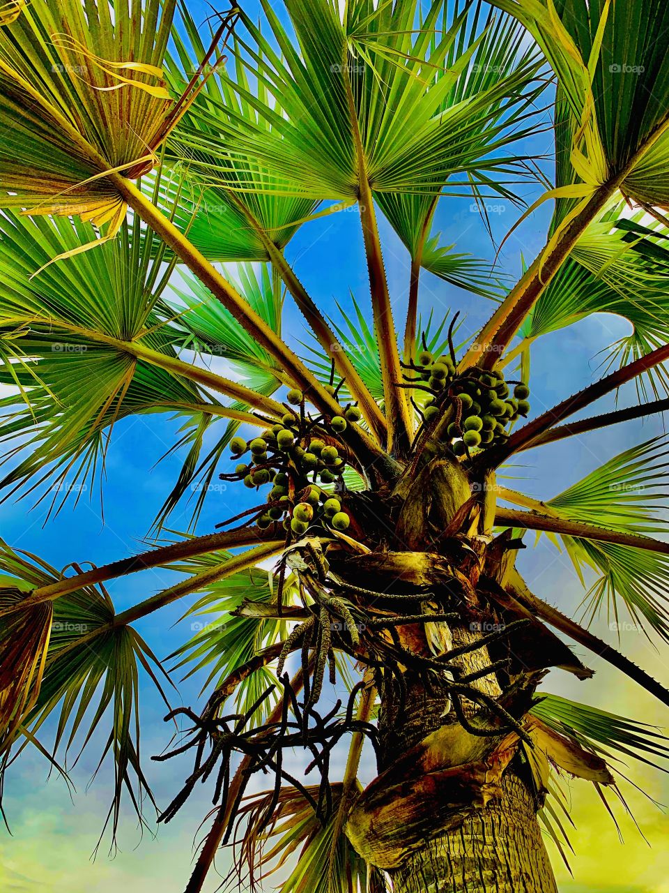 This beautiful palm tree grew so fast and it’s now producing fruits. A snapshot from down with the view of the sky.