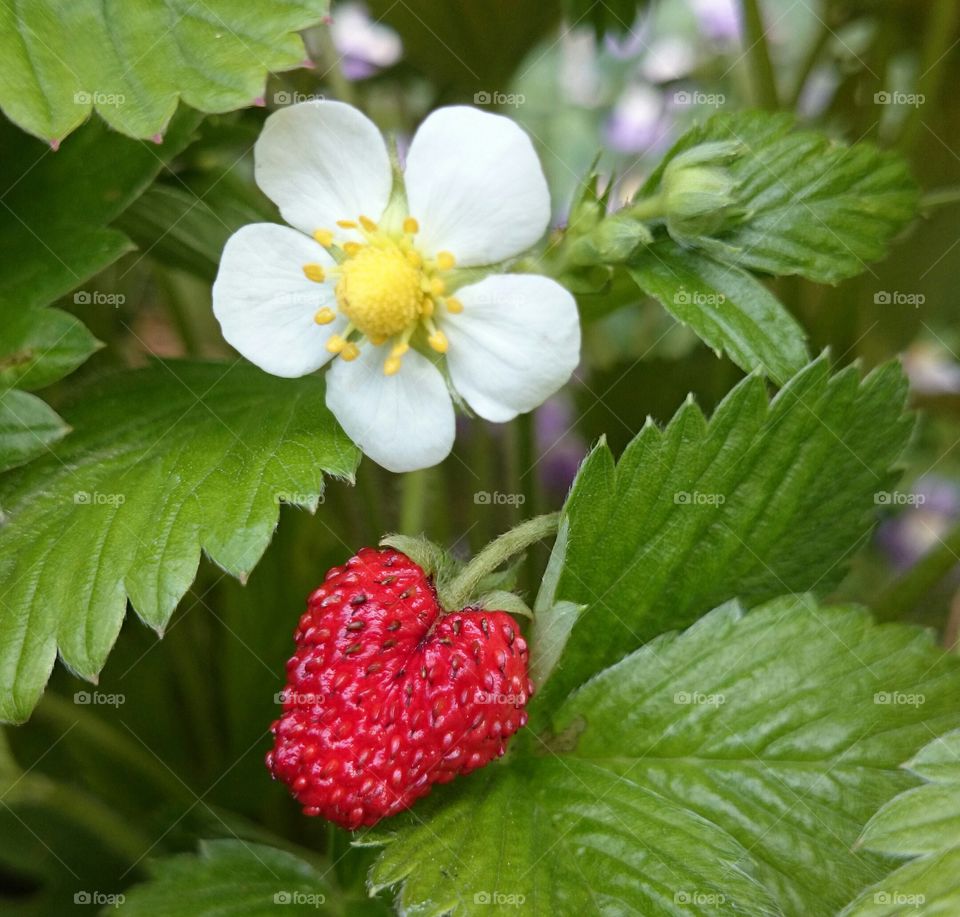 Close-up of strawberry and flower