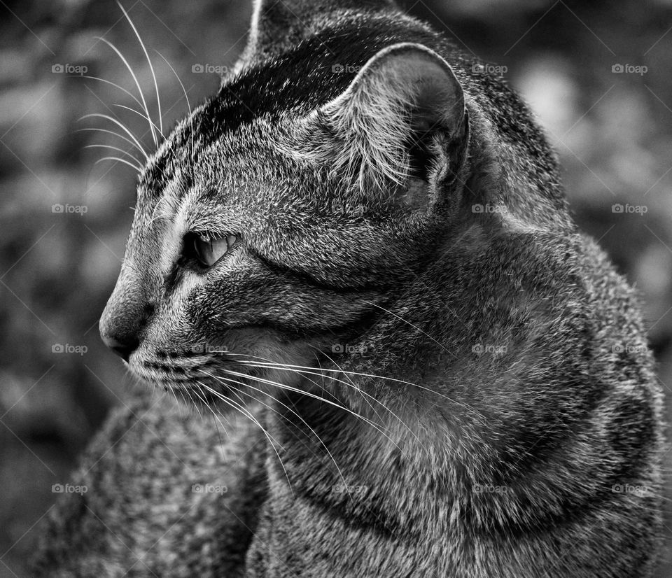 Egyptian mau  - domestic cat  - BW