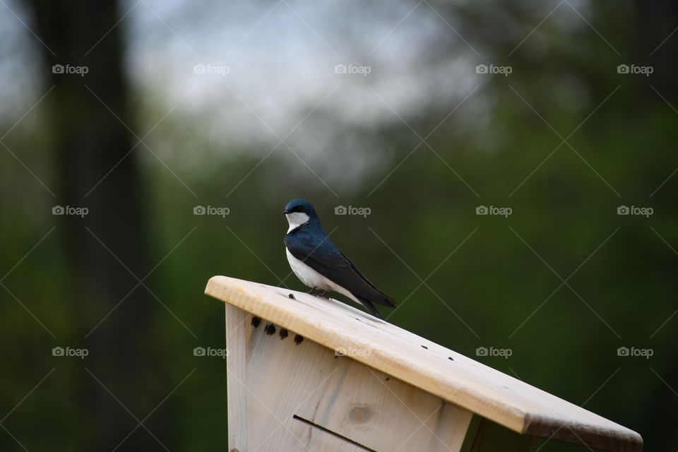 tree swallow on birdhouse