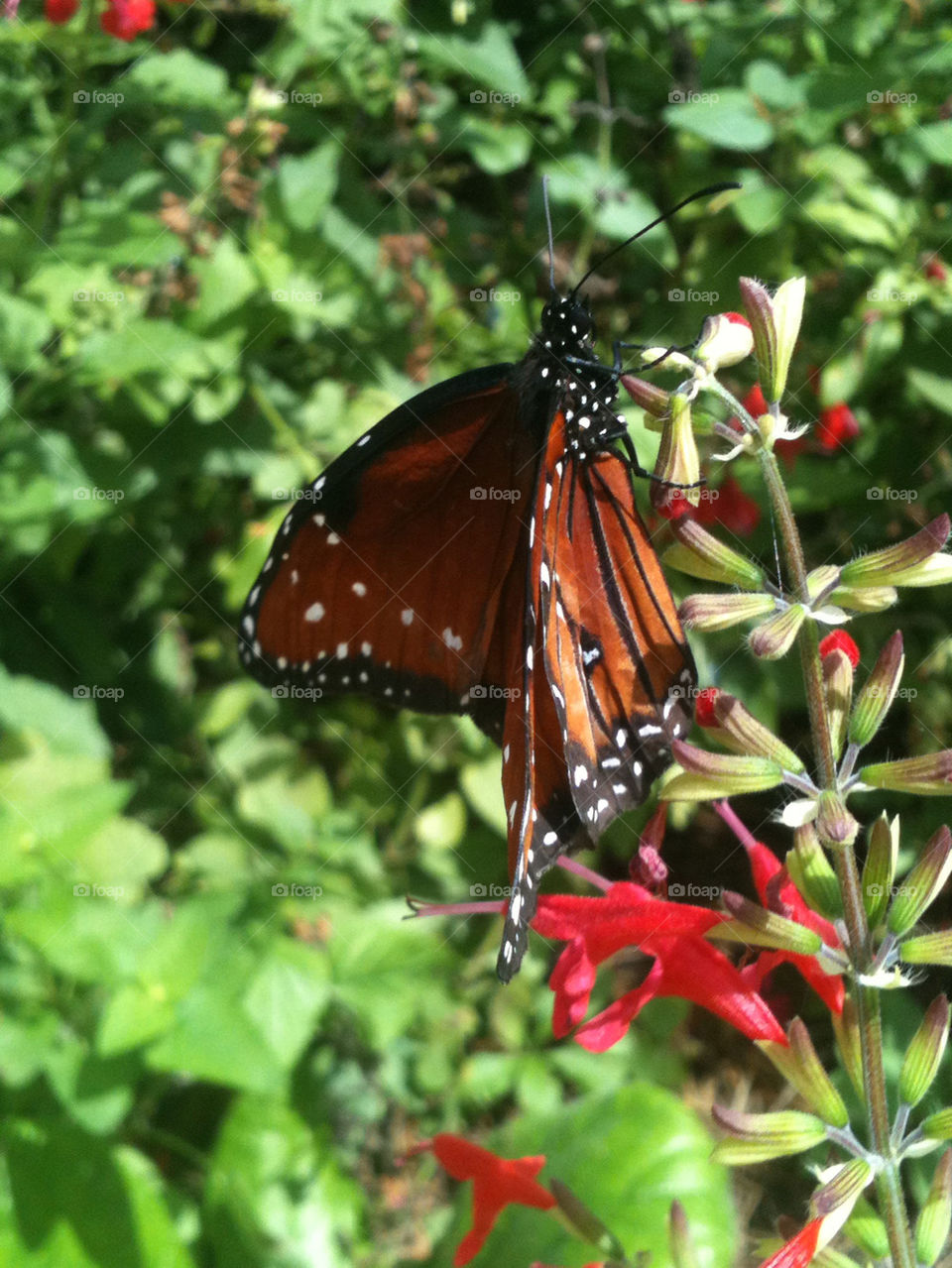 QUEEN BUTTERFLY