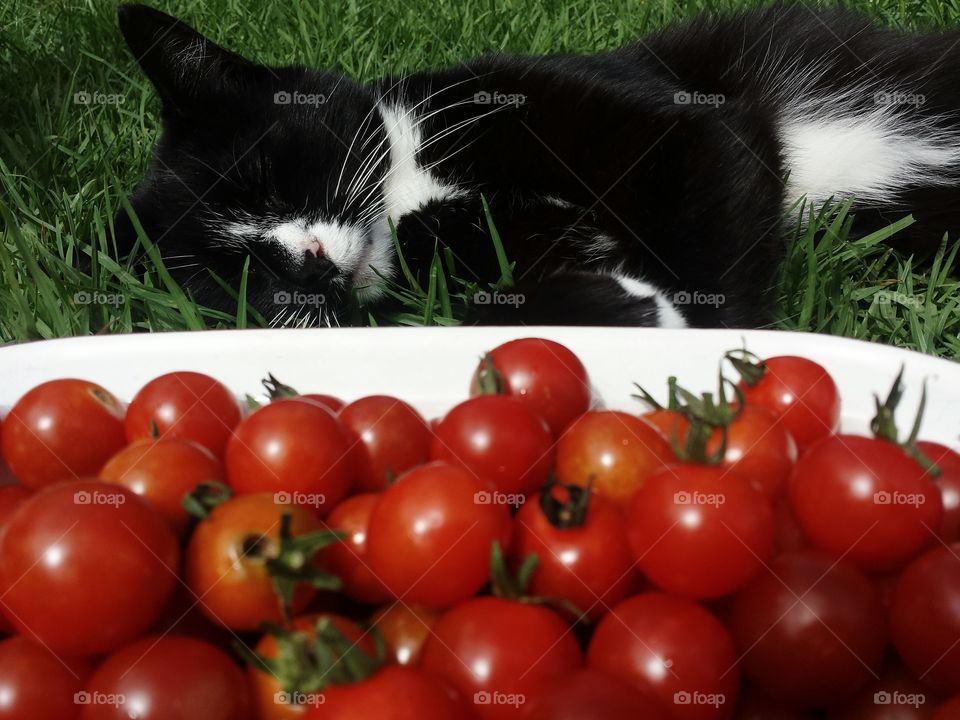 cat and tomatoes
