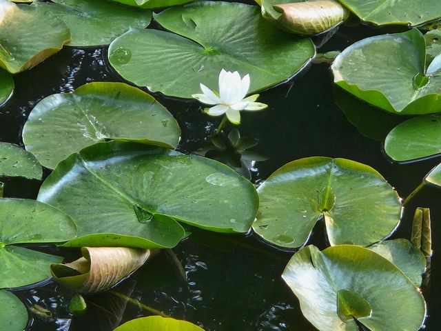 white lily flower and green lily pads in pond water