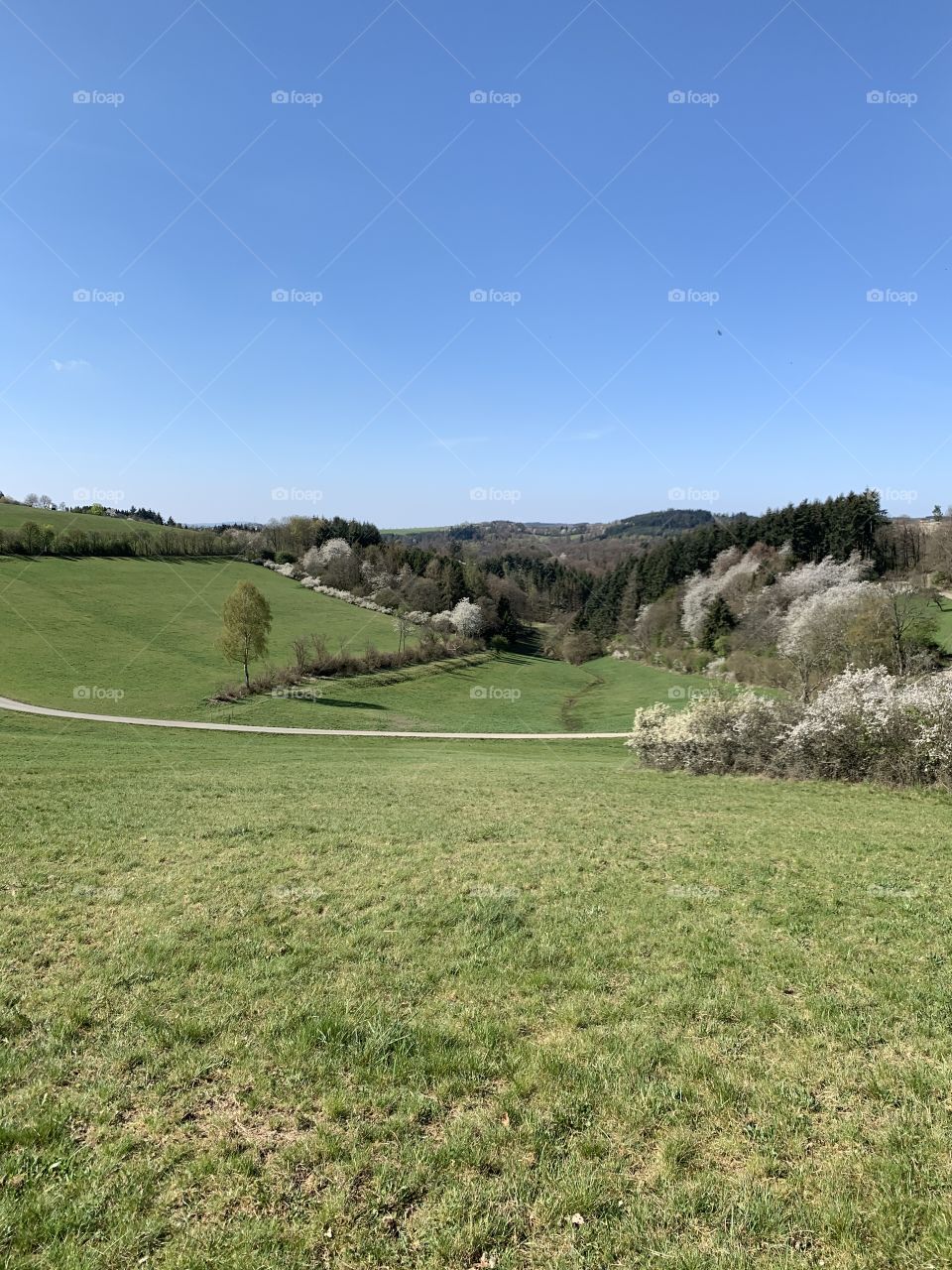 Nice Land in Germany with Green and Bushes in the spring 