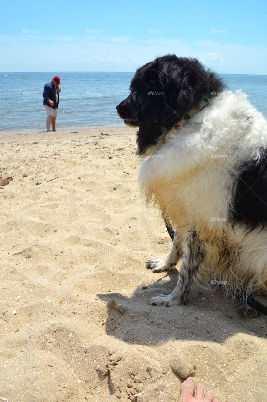 Dog on the Beach