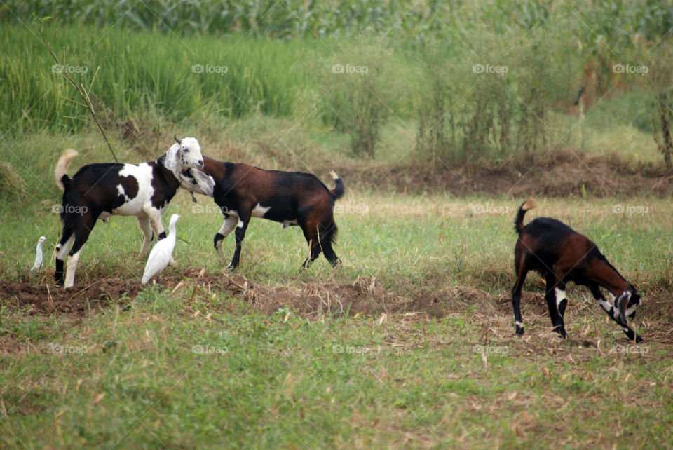 Goats having a good time in the green fields.