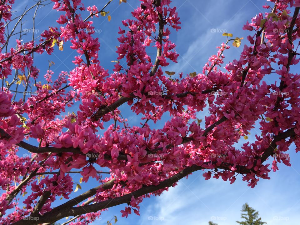 Pink Redbud in Connecticut