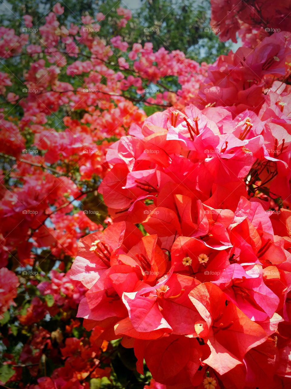 The flowers blooming in Spring season.