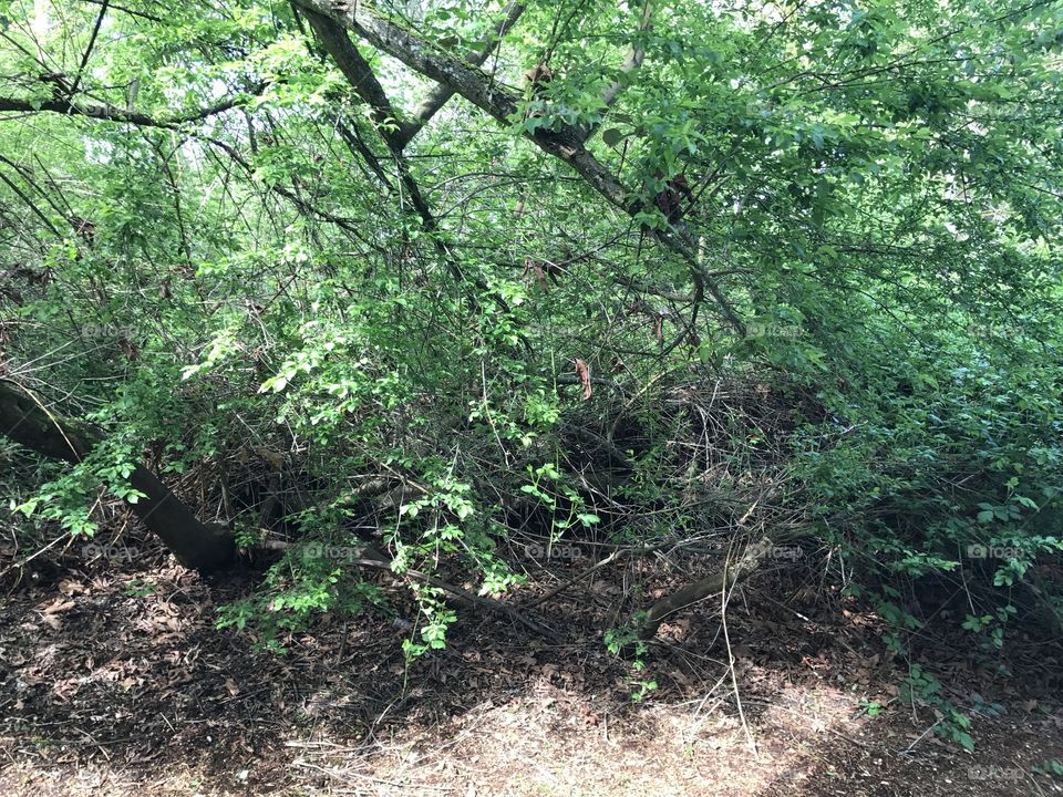 The woods in my backyard. Very peaceful.