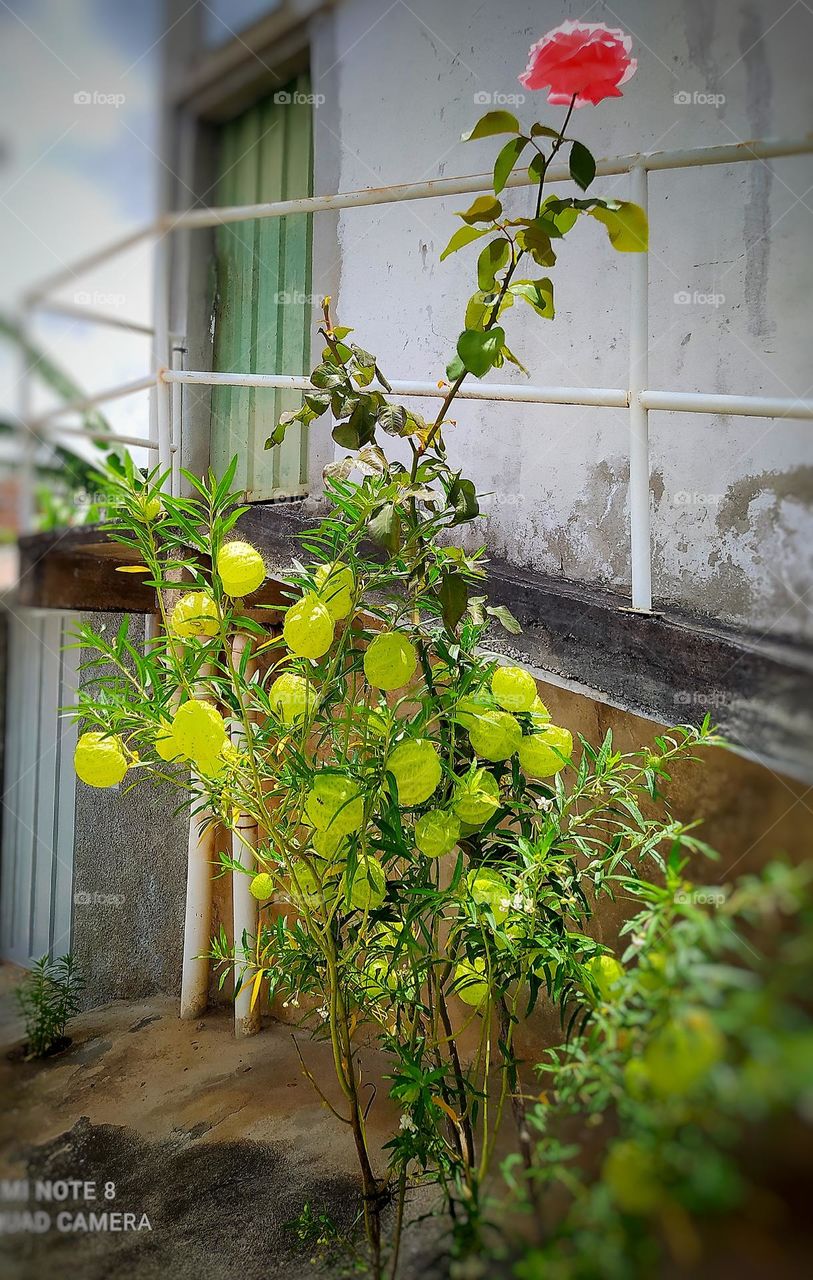 a rosa no meio da plantação destacando a cor no meio das folhagens verde na calçada