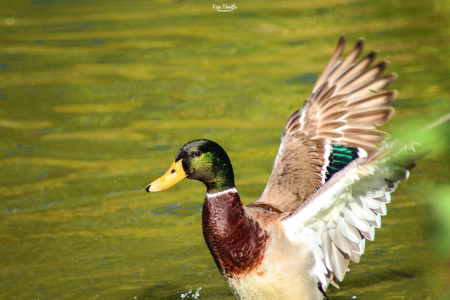 The Mallard