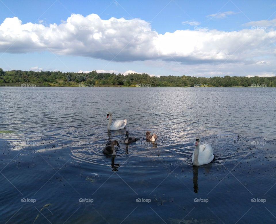 swans family on a lake summer landscape blue sky background