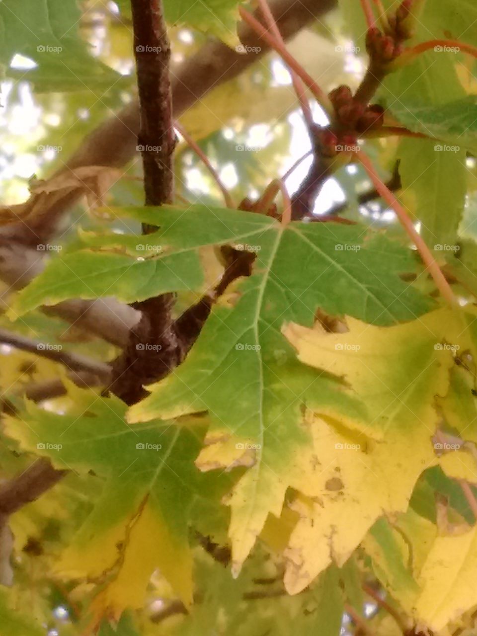 branches green and yellow