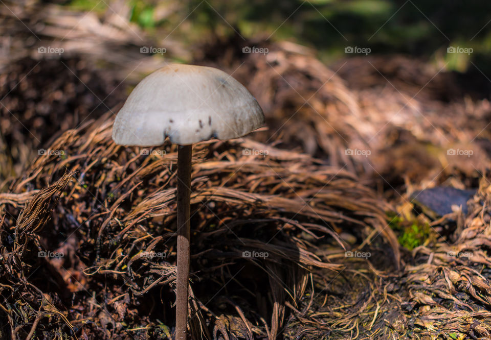 Delicious Mushroom