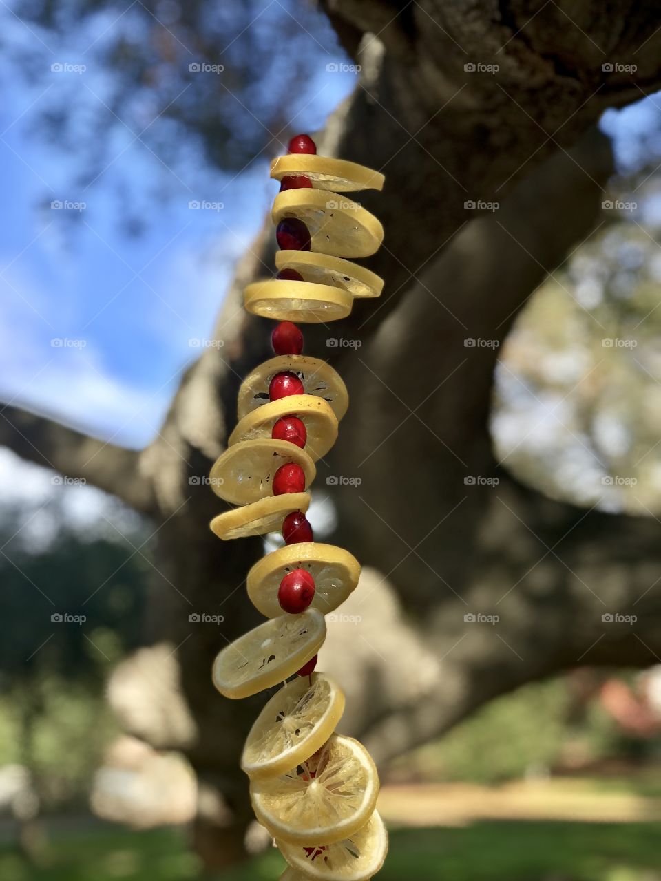 Lemon and cranberry garland hanging vertically in focus with nature in background 