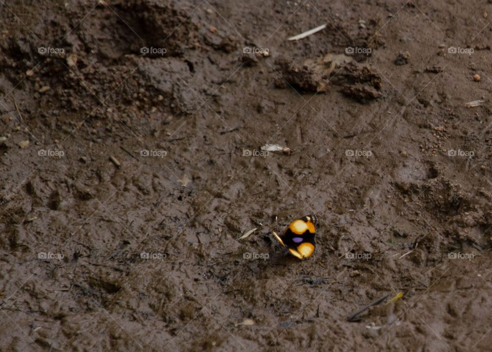 Yellow Pansy Butterfly 