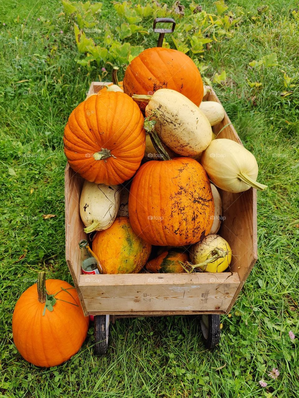 Wagon full of colorful orange and yellow pumpkins.