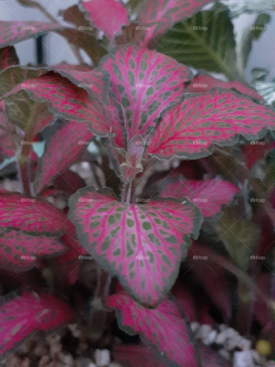 portrait  of a plant