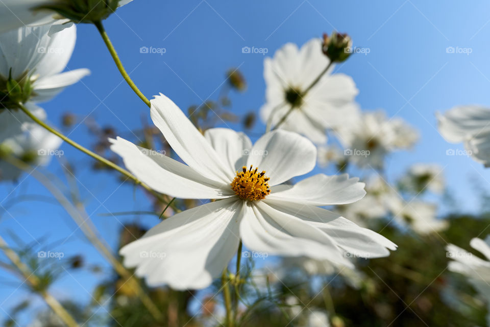 White cosmea