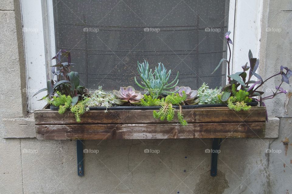 An urban garden of assorted plants in a wooden planter as viewed outside an apartment window in New York City.