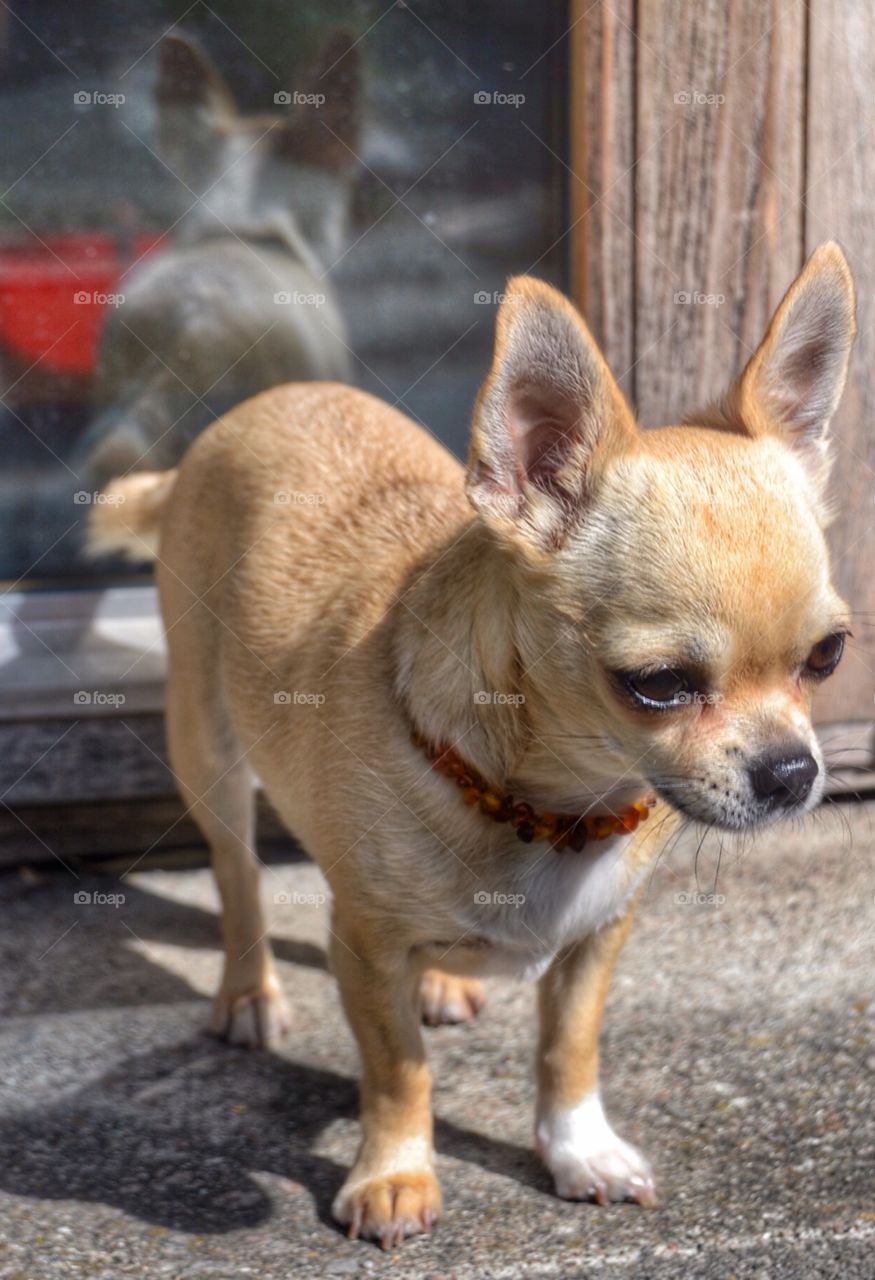 Pinja on the step