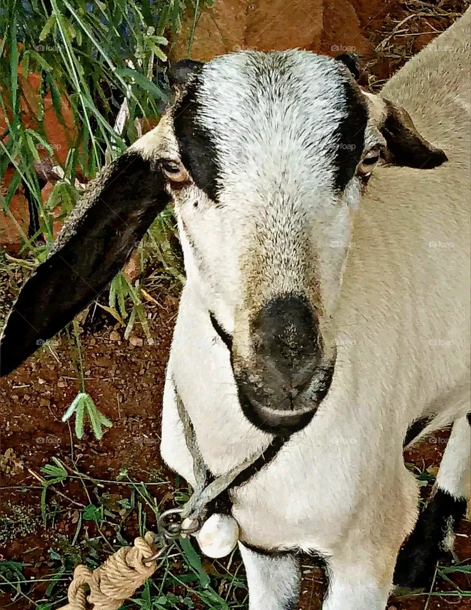 A most beautiful and attractive goat.