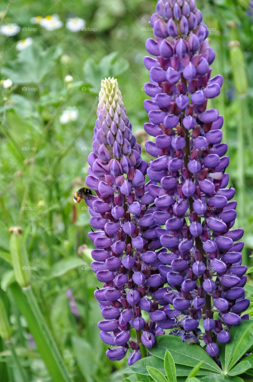 purple flowers