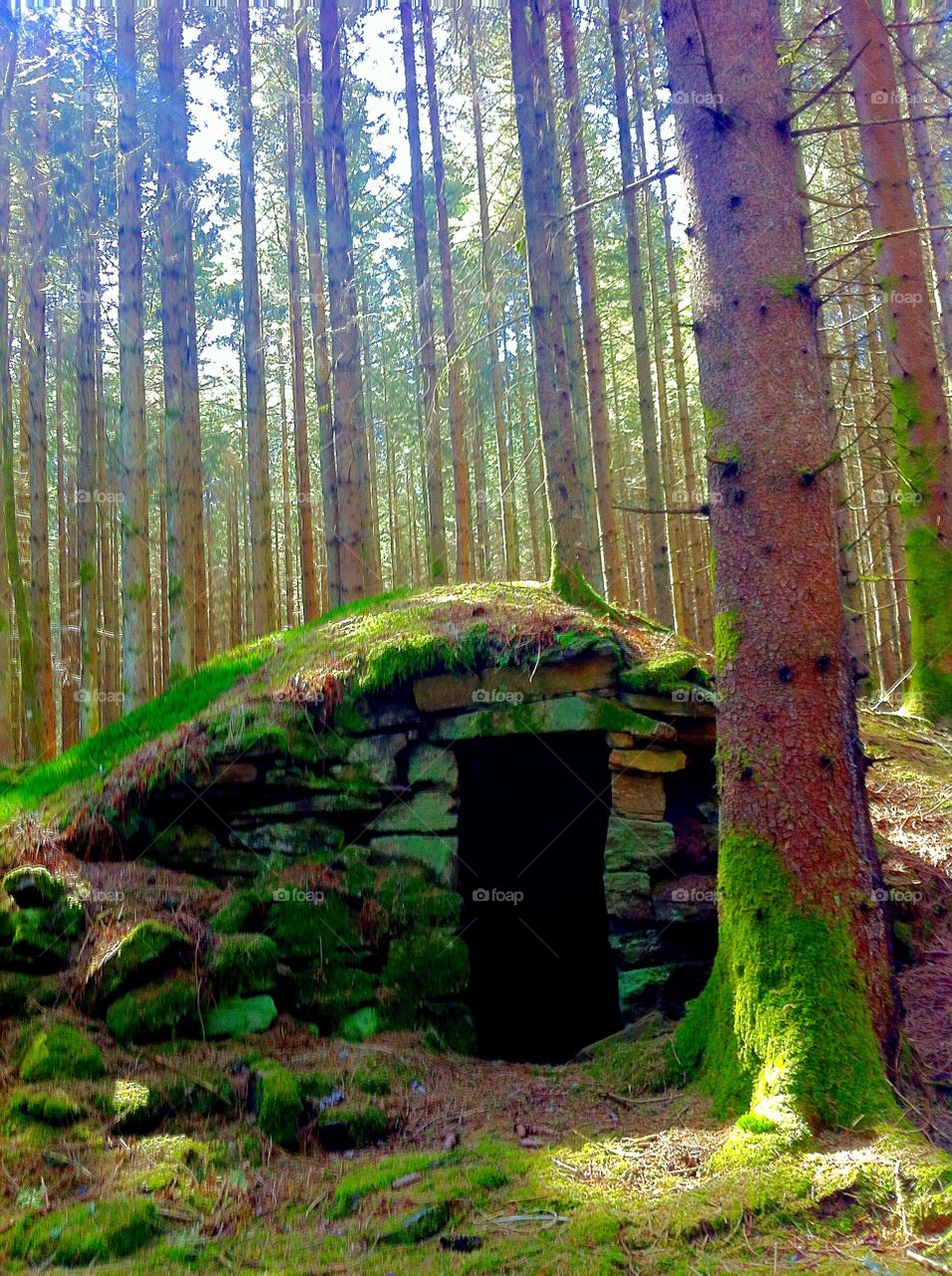 cellar in the woods