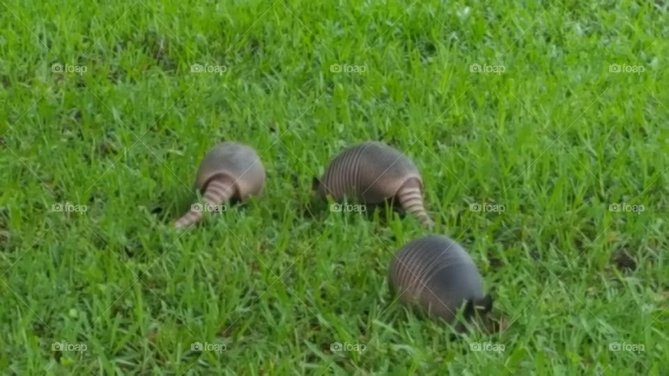 armadillos traveling in groups