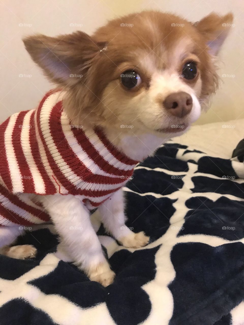 Christmas sweater dog 