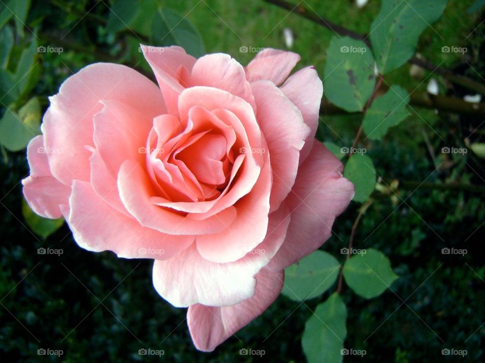 Baby pink rose