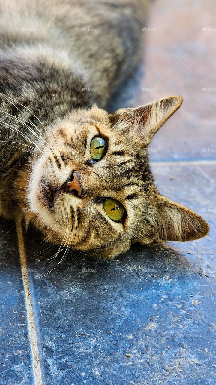 tabby cat Ronaldinho