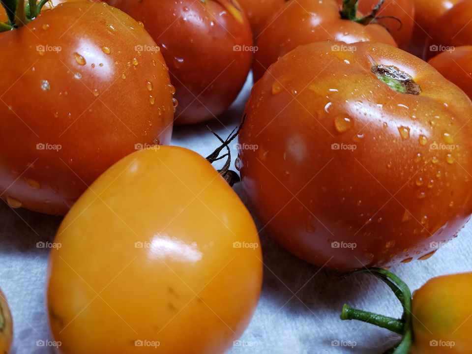 Tomato harvest 6
