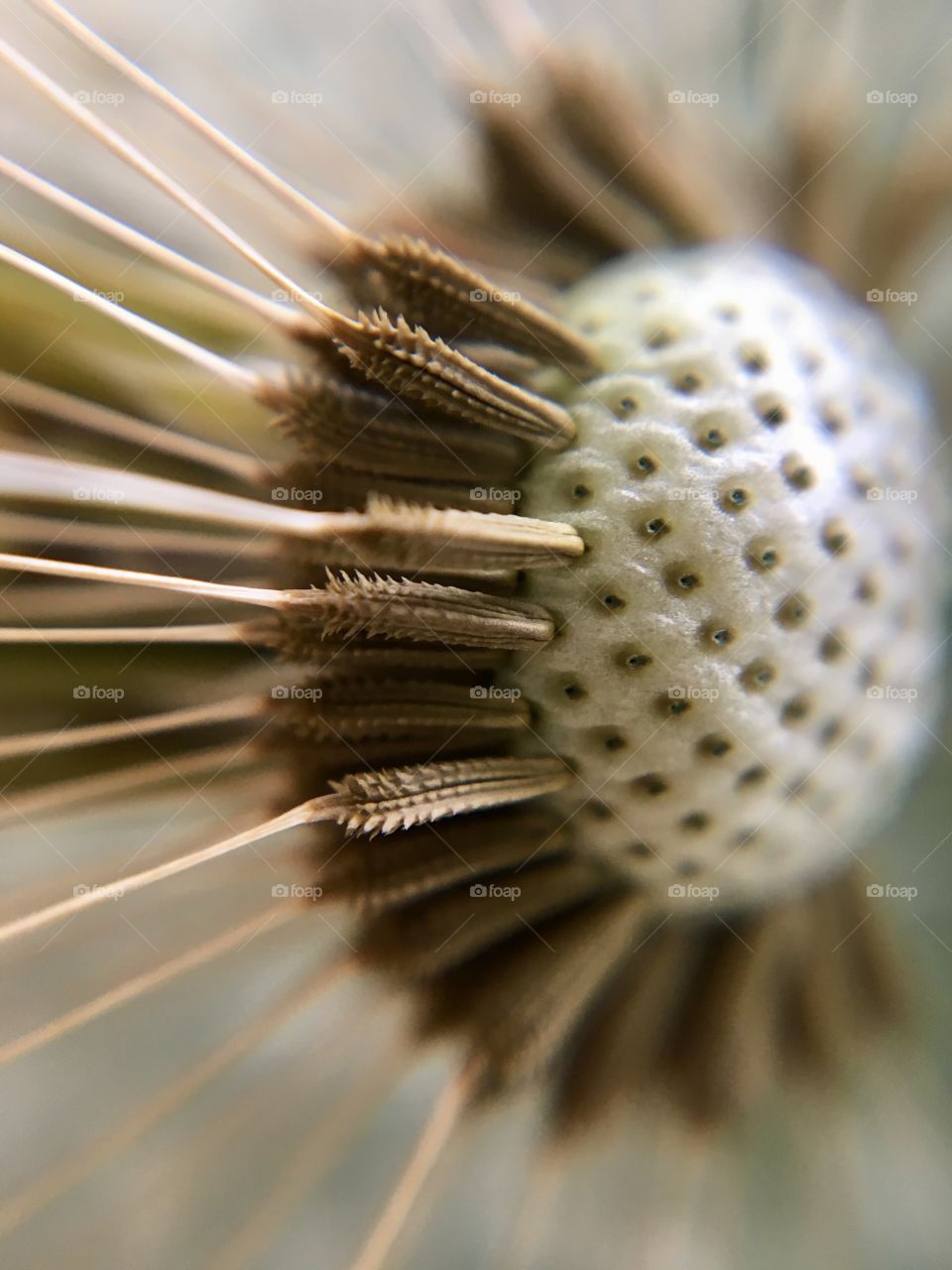 Close up of a dandelion clock ... 