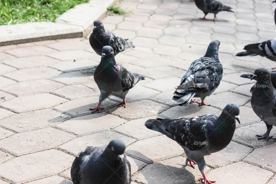 Pigeons walk on the city sidewalk