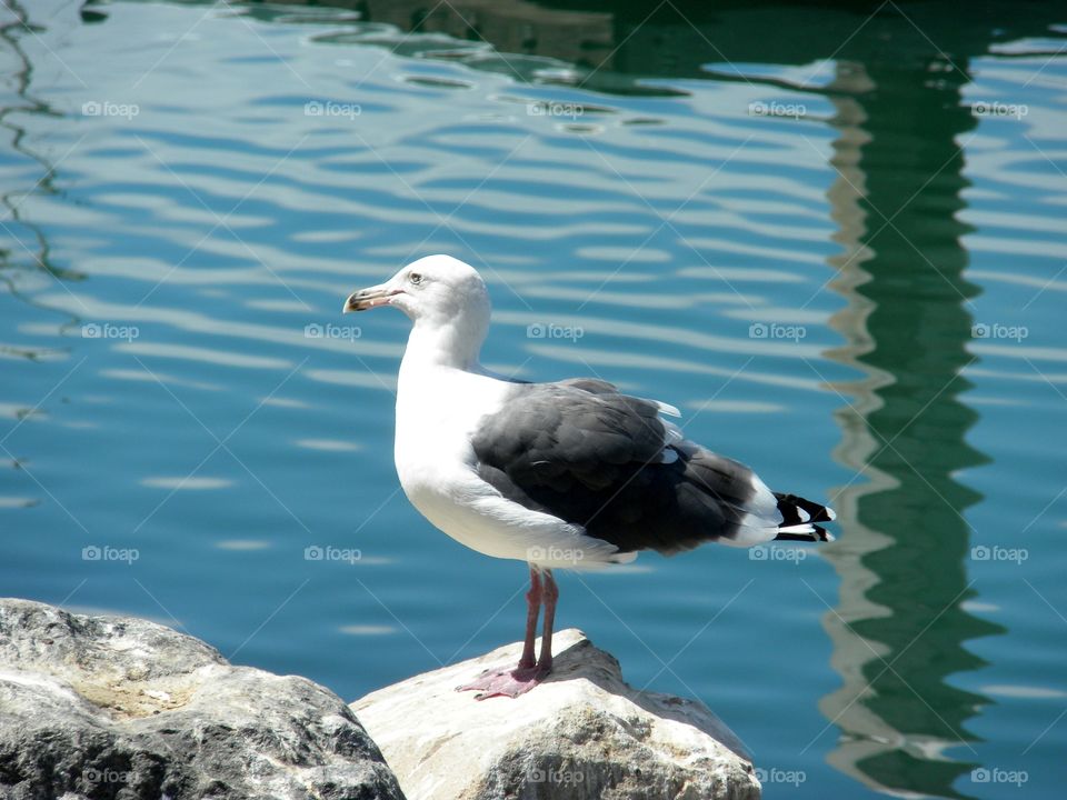 Sea gull San Diego