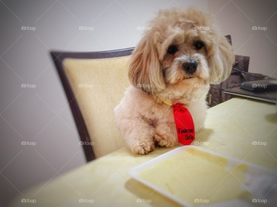 cachorro na mesa dog pet