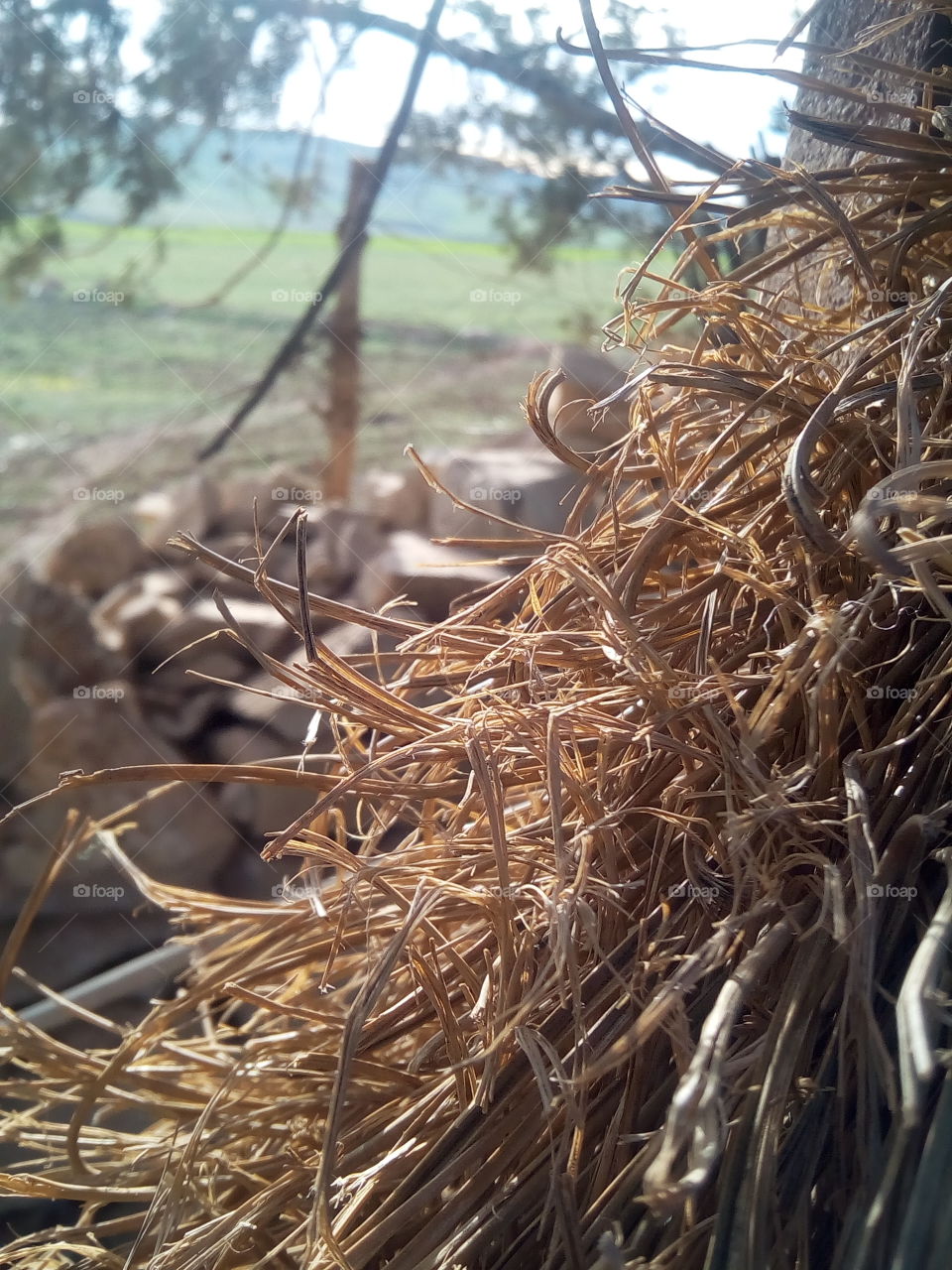 Straw, Hay, Nature, No Person, Pasture